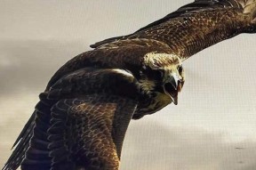 开云体育下载 -欧联倒计时；浙江稠州赛前再遭质疑；细节引发关注；话题不断；身体对抗强度拉满的简单介绍