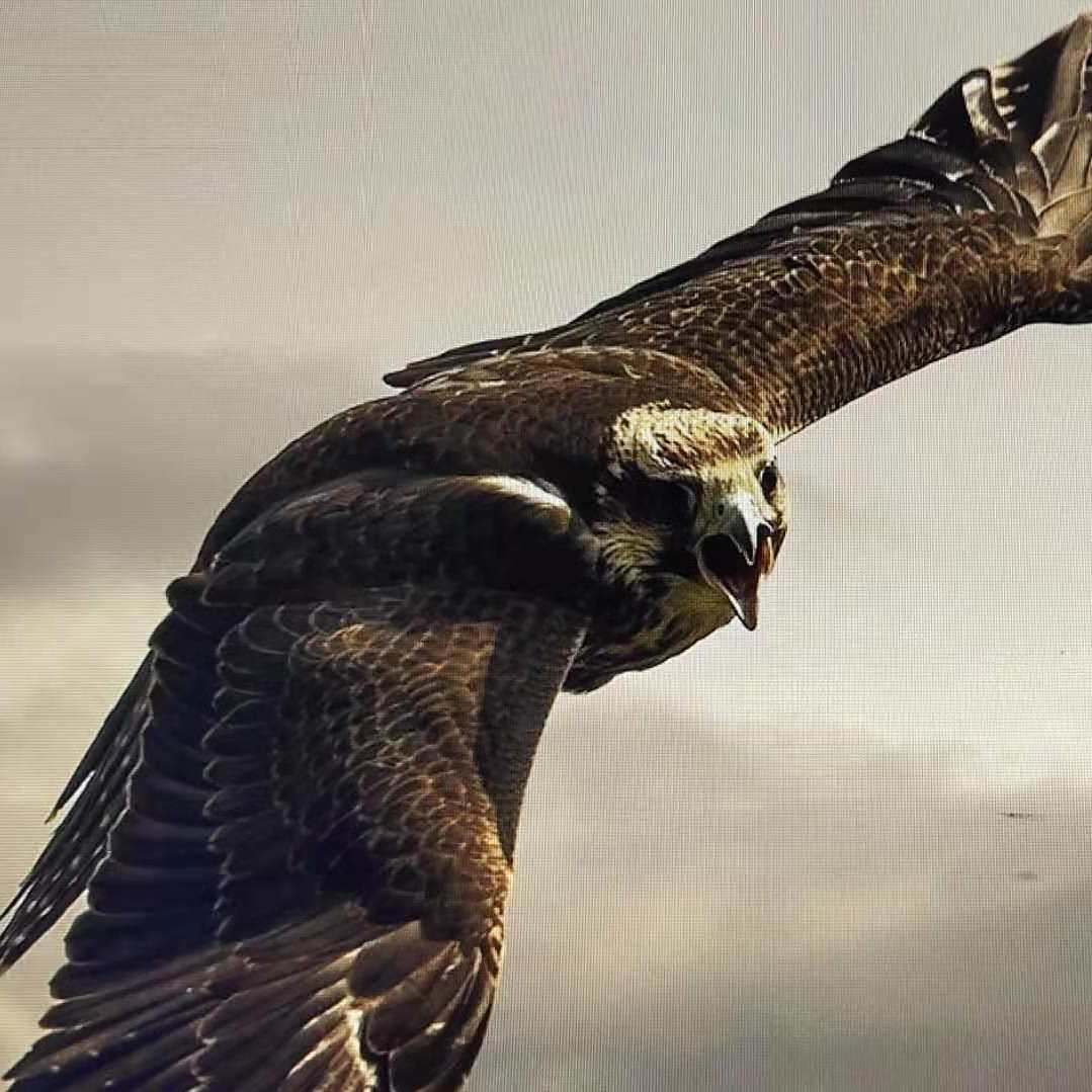 欧联倒计时；浙江稠州赛前再遭质疑；细节引发关注；话题不断；身体对抗强度拉满的简单介绍